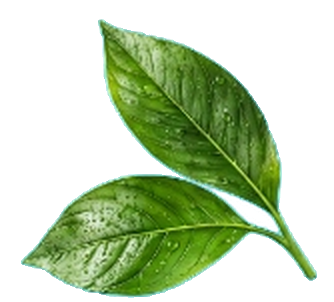 Tropical Green Leaves